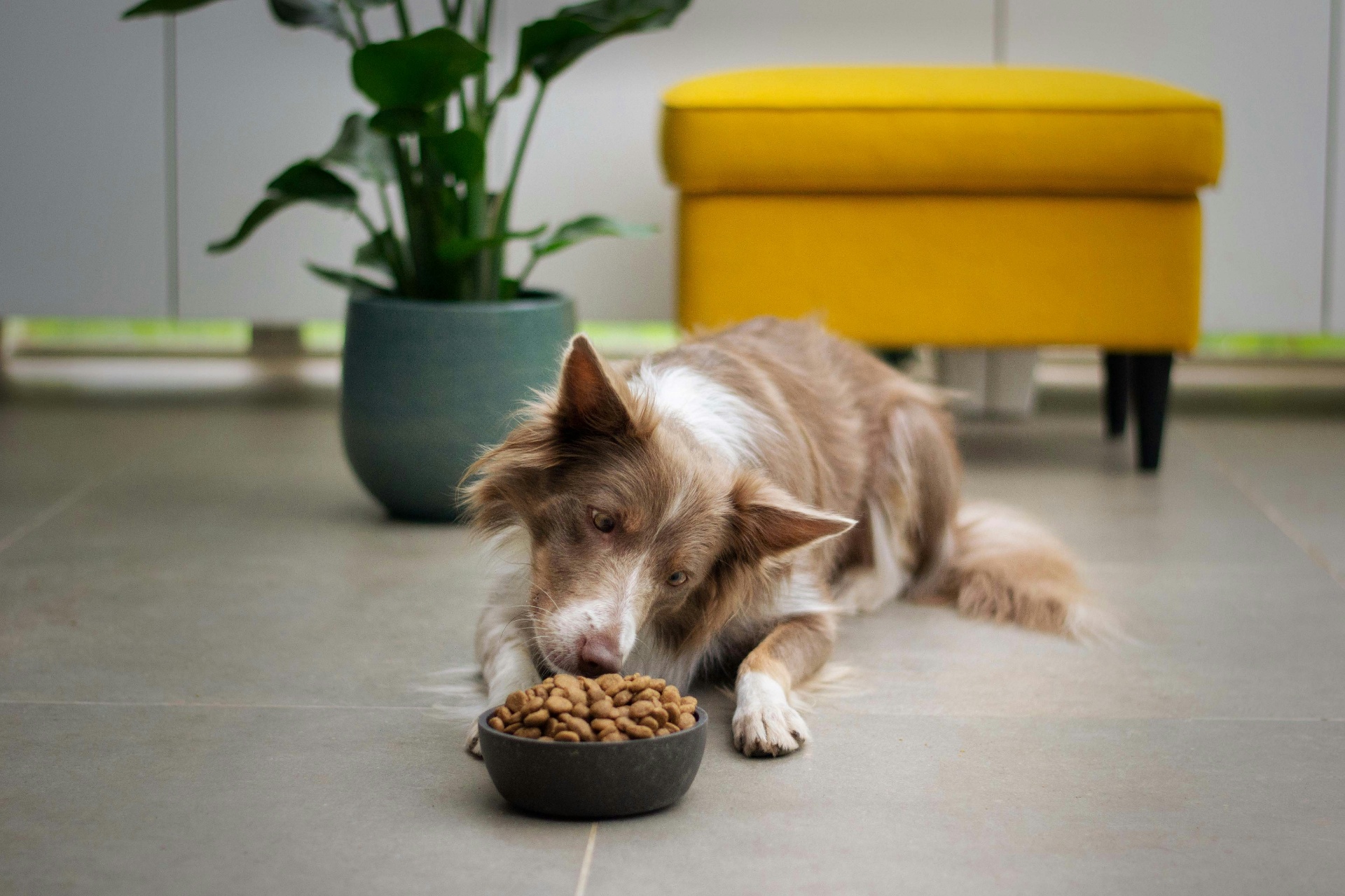 Pet Food Grade